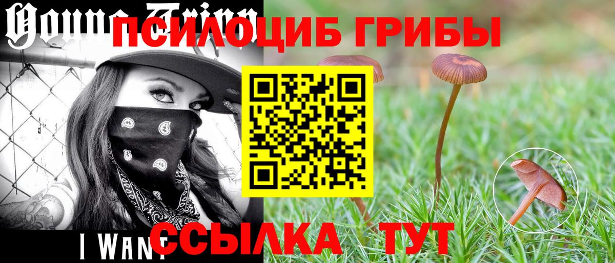 Галлюциногенные грибы Psilocybine cubensis Богородицк